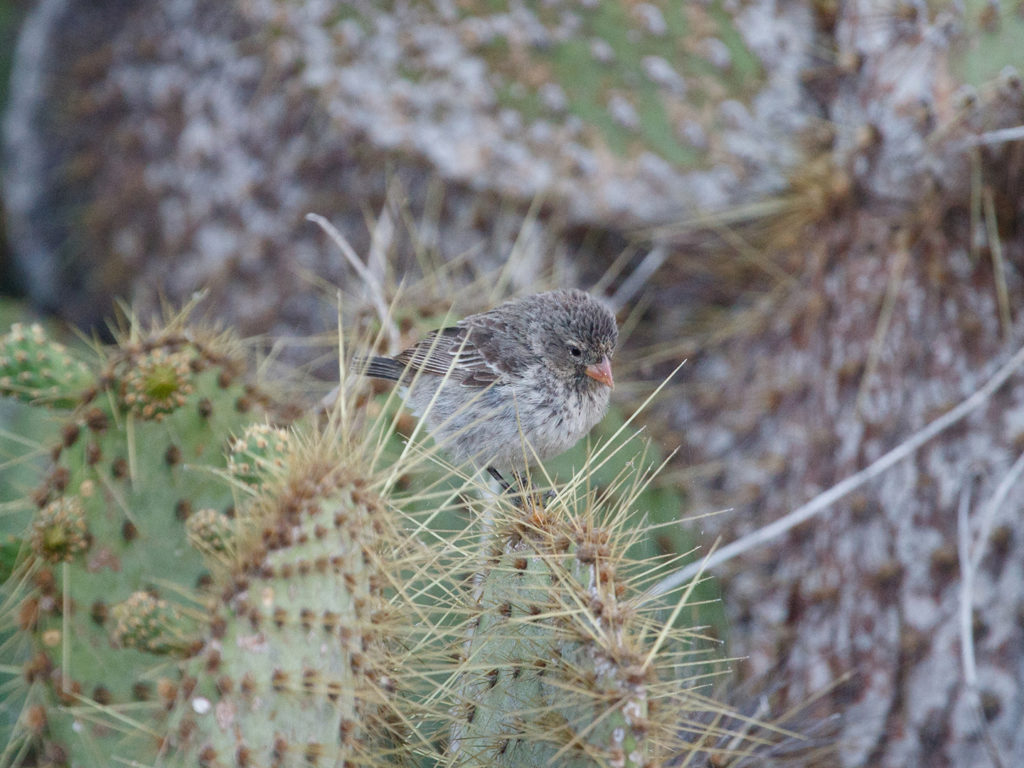 A small ground finch sitting on a cactus