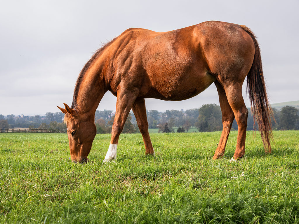 A brownish-red horse grazing on green grass