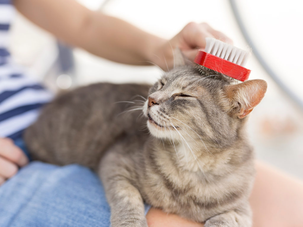 A grey tabby cat lying in her owner's lap and enjoying while being brushed and combed