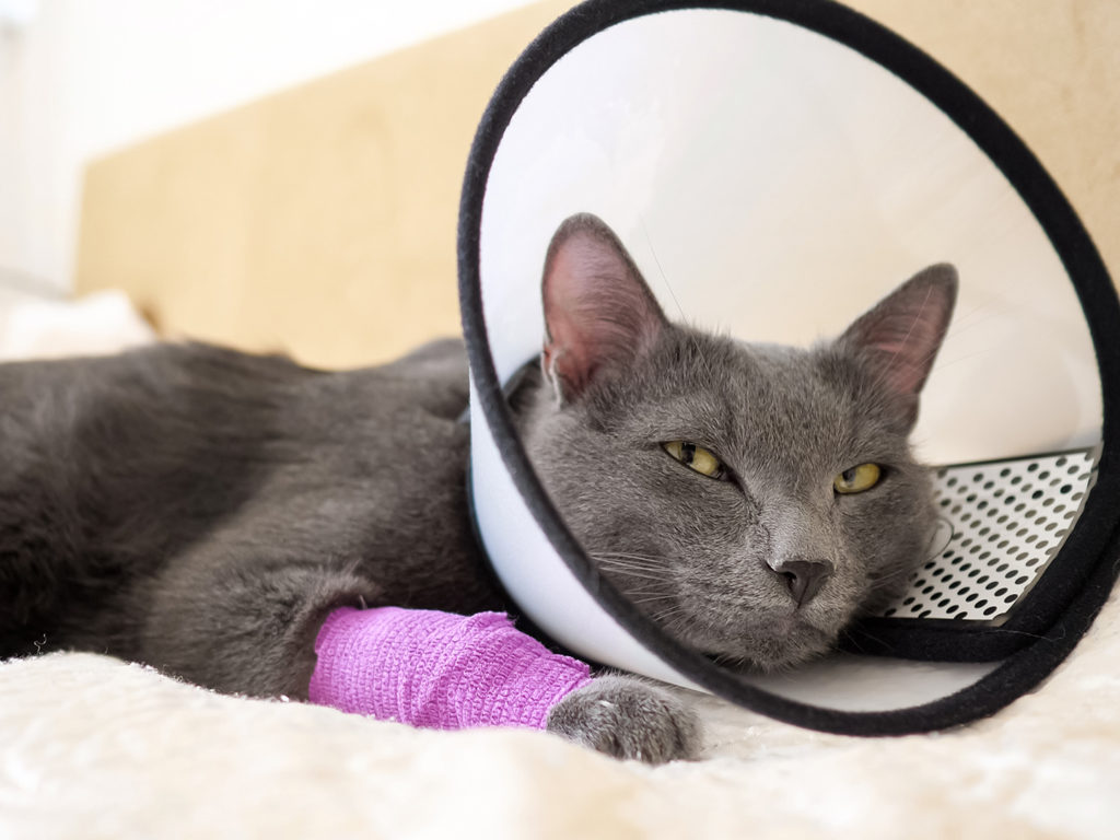 cat in the veterinary collar and arm in a bandage falls asleep on the bed