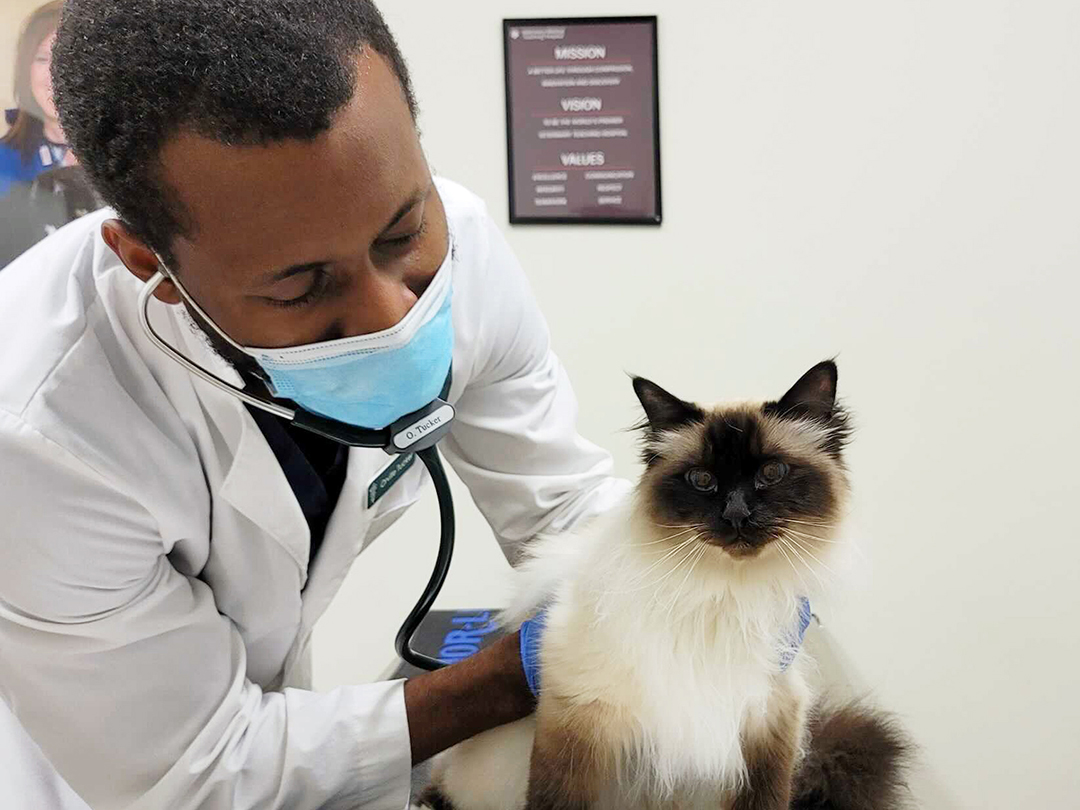 Veterinary student in white coat uses a stethoscope to listen to Baxter the cat's heartbeat