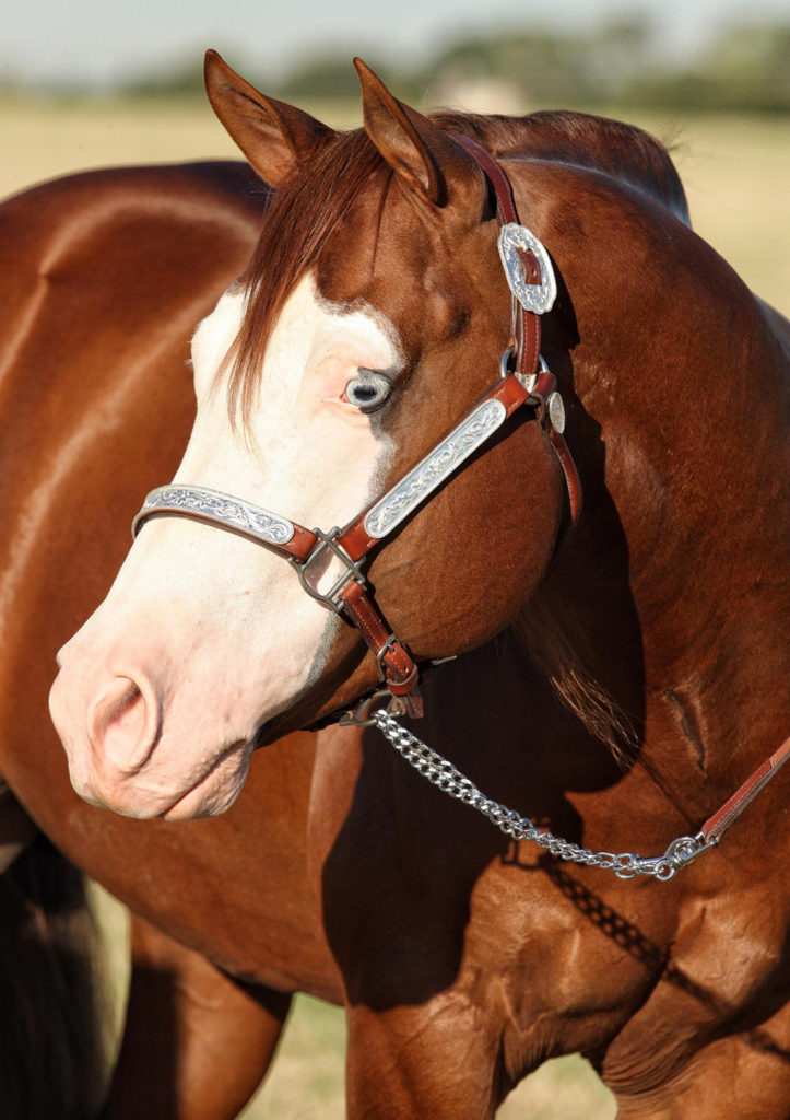 Gunnin4Chicks - A brown horse with a white face