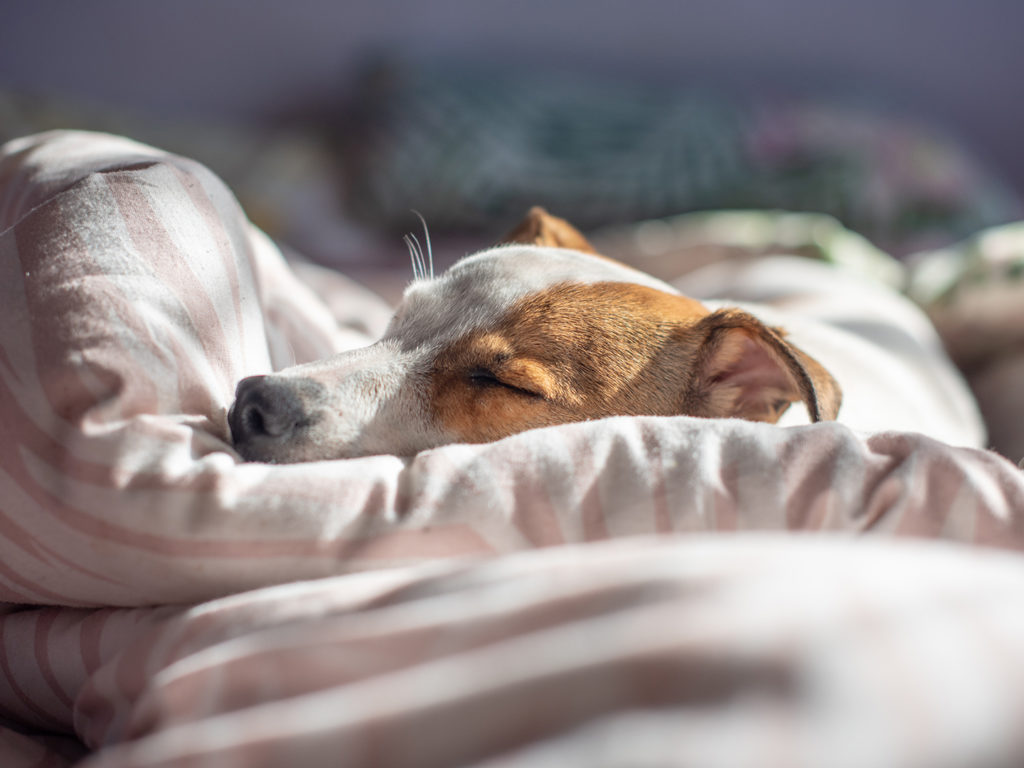 Pet terrier asleep between bedding at home