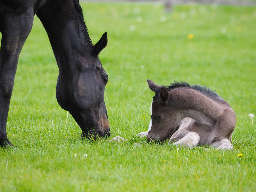 A bay mare and her foal in a grass paddock