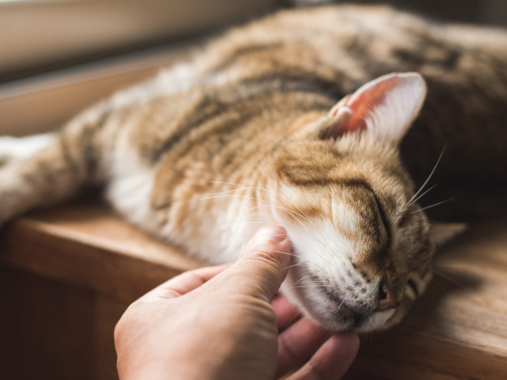 hand scratching the chin of a brown tabby cat