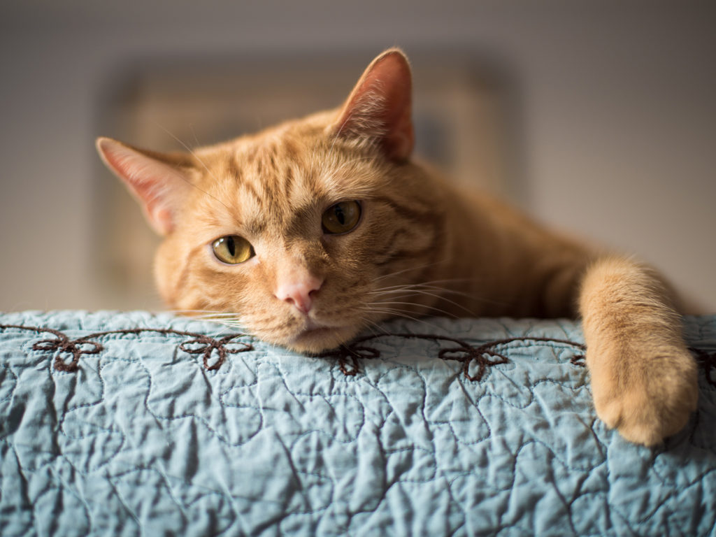 Orange tabby cat laying on the edge of a blue blanket
