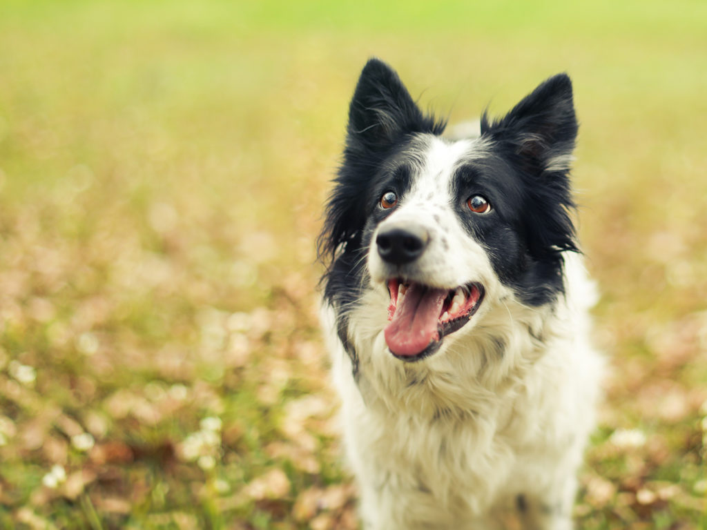 A border collie in a green field