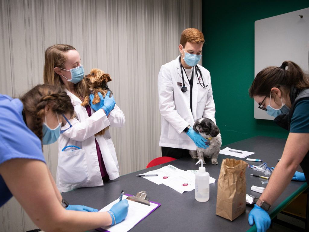 Two veterinary students in white coats examining small terriers while other students write notes