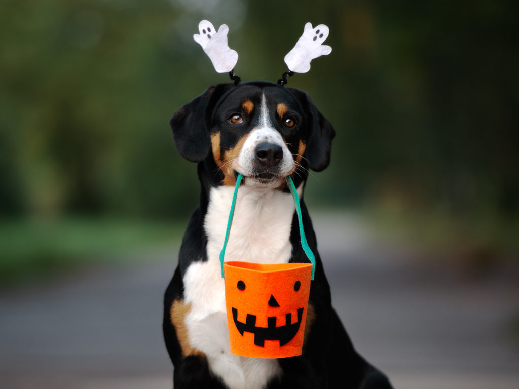 Black, white, and brown dog wearing a ghost headband and holding an orange treat bucket in its mouth