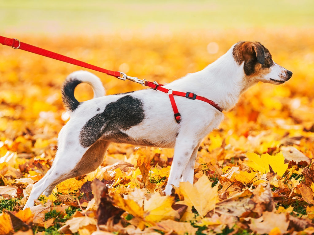 A small terrier dog on a red leash standing in a field of fall leaves