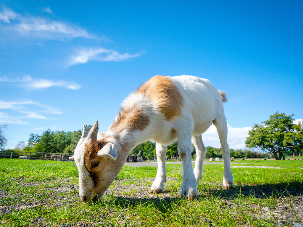 Goat eating fresh green grass under a blue sky