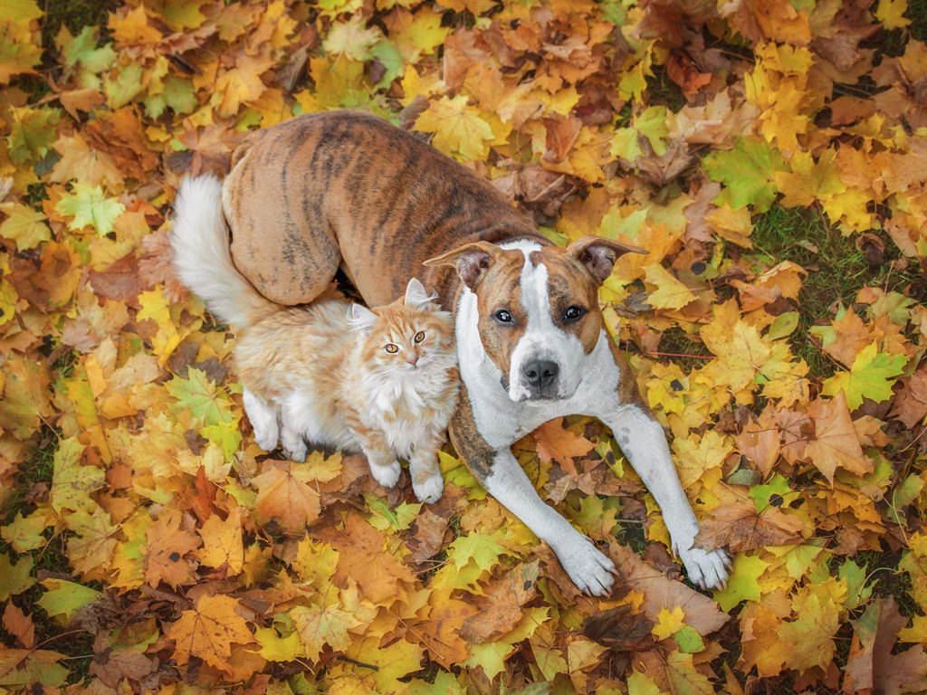 Brown dog and orange cat laying on carpet of yellow and orange leaves, looking up at the camera