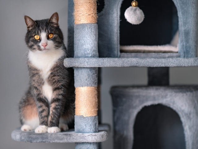 Adopting A Shelter/Rescue Cat Part 2: Purr-paring Your Home | VMBS News