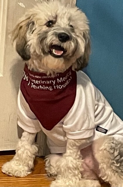 Apollonia in a white shirt and maroon bandana with the VMTH logo