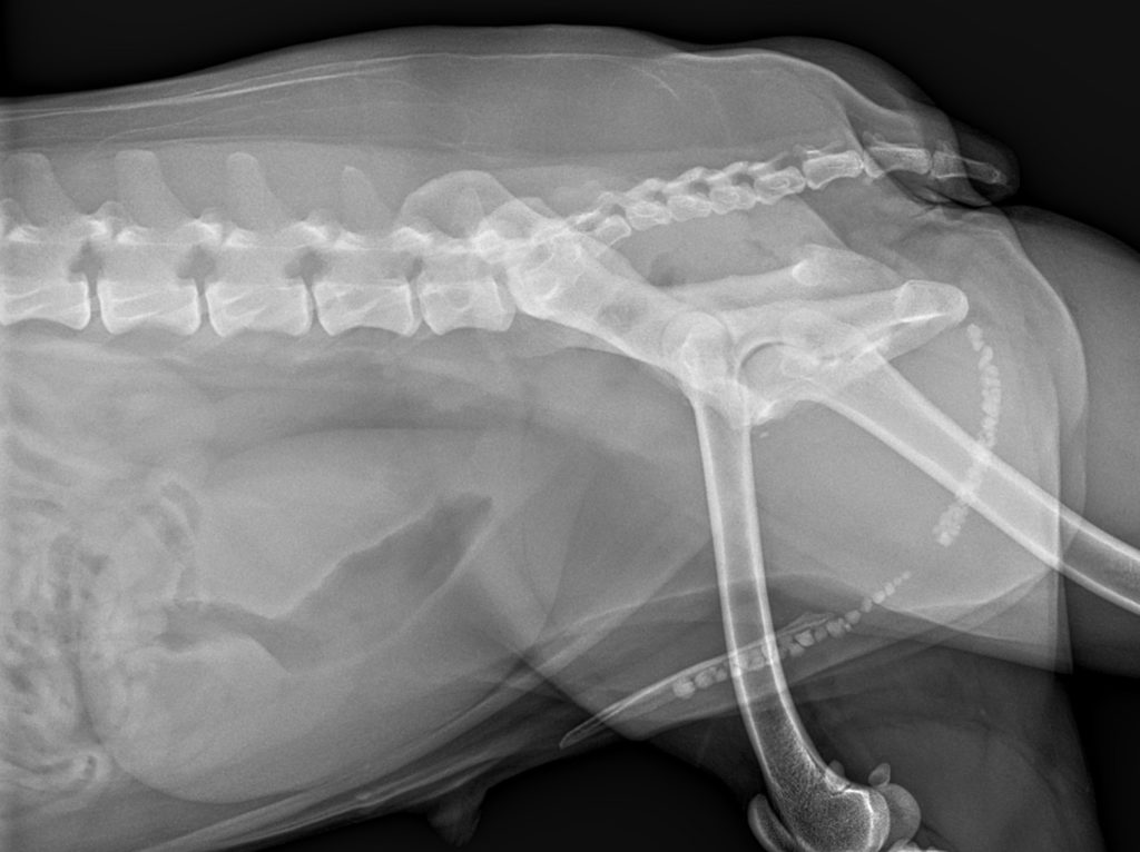 X-ray scan showing bladder stones packed in Max's urethra