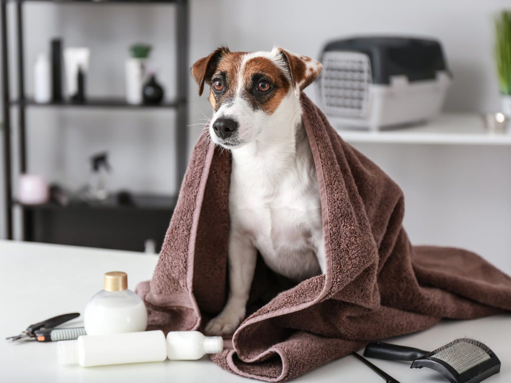 Terrier dog covered in a brown towel, sitting on a counter surrounded by a brush, nail trimmer, shampoo, and other grooming products