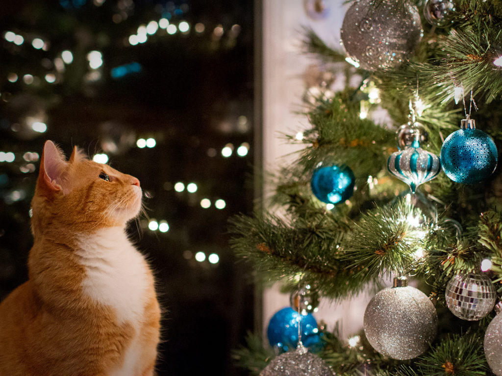 An orange tabby cat stares up at a Christmas tree covered in shiny ornaments. Their sparkles reflect in the cat's eyes.