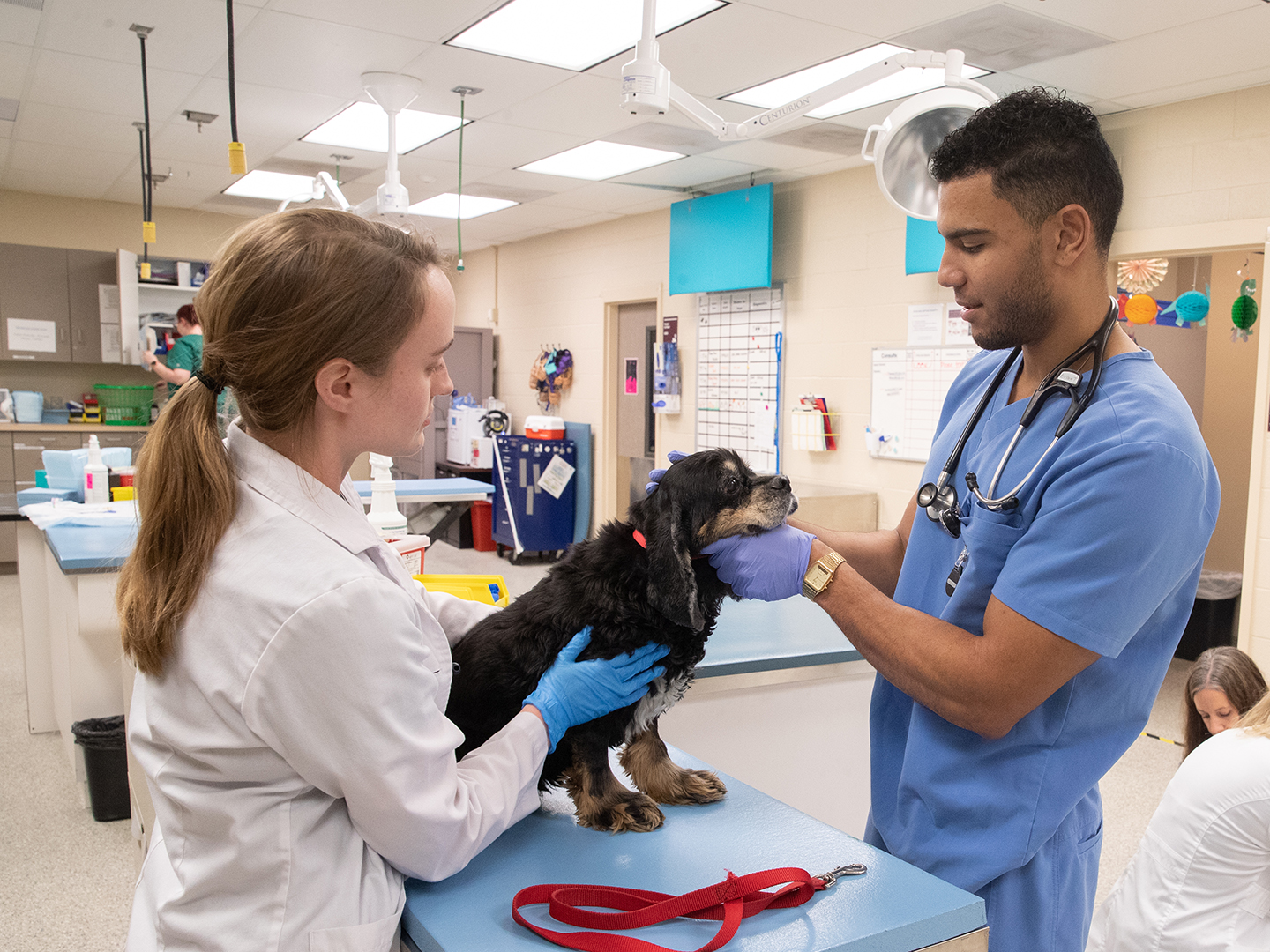Two veterinary students conducting a physical exam on a black and brown spaniel