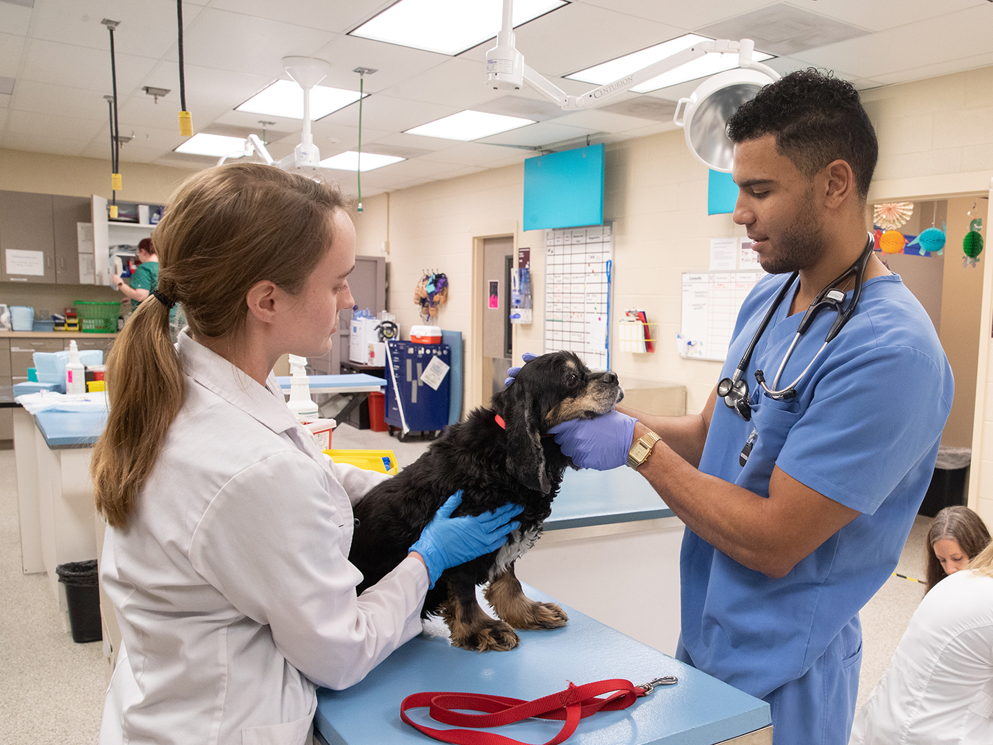 Texas Tech School of Veterinary Medicine Graduate Student