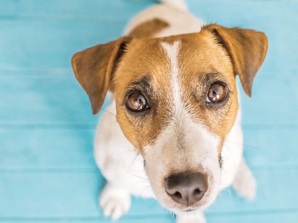 Cute small dog Jack Russell Terrier is sitting on blue wooden floor and looking up to camera.