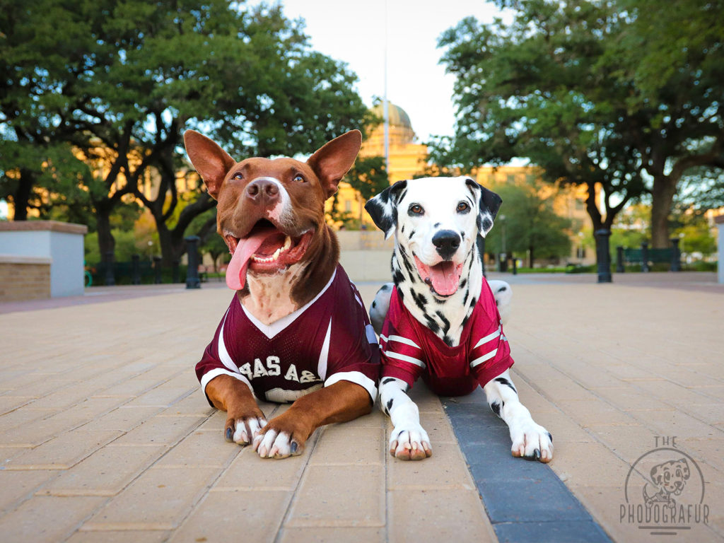 Two dogs in Texas A&M jerseys in front of the Texas A&M academic building