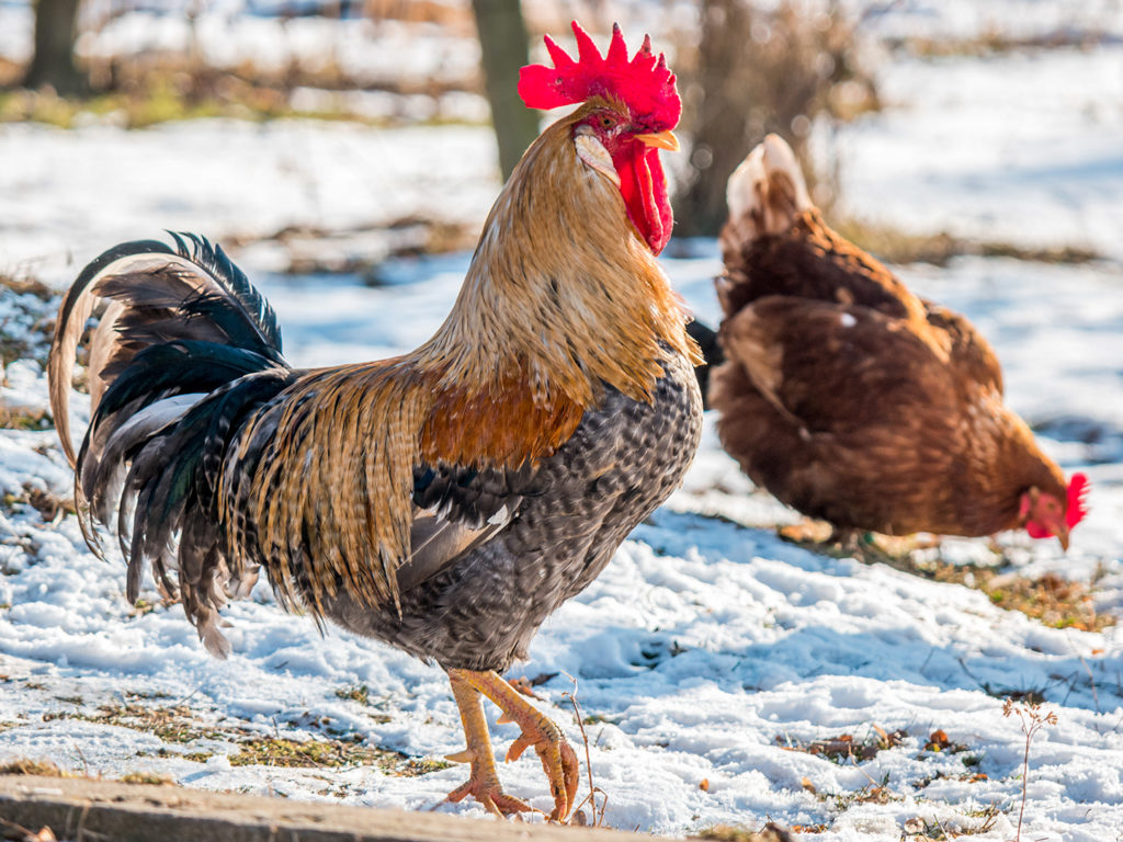 A rooster and hen in a snowy yard