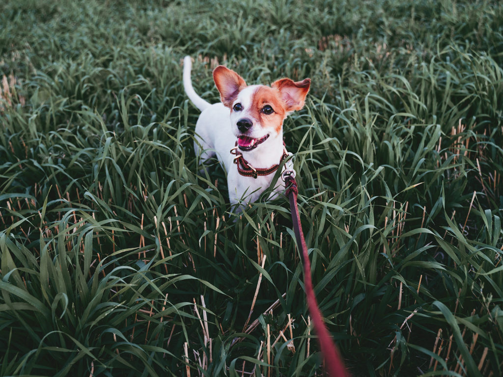 cute small jack russell dog in countryside standing in tall green grass wearing a red leash