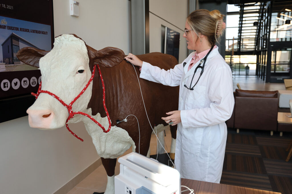 Veterinary student practicing listening to a cattle heartbeat