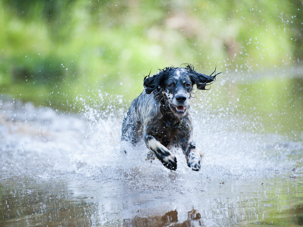 A black dog running through water