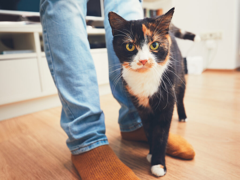 A calico cat rubbing on the legs of a person wearing jeans