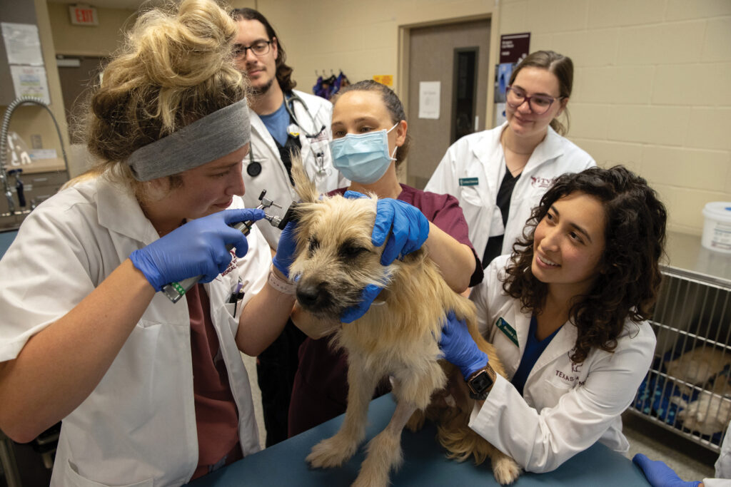 A veterinarian looking into a dog's ear while students help hold the dog