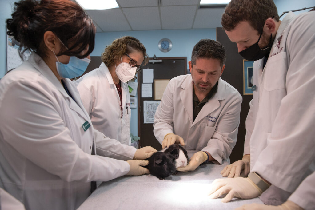 Veterinarian and veterinary students examining a black and white guinea pig