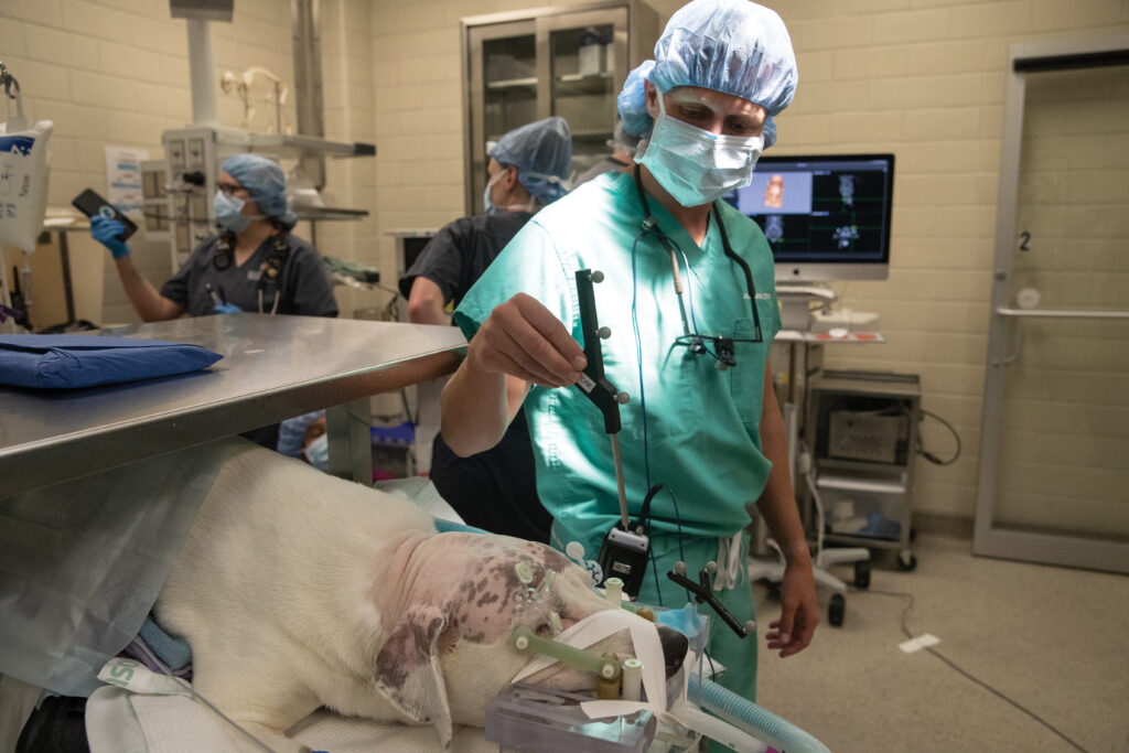 A veterinarian making sure a dog is in the right position before surgery