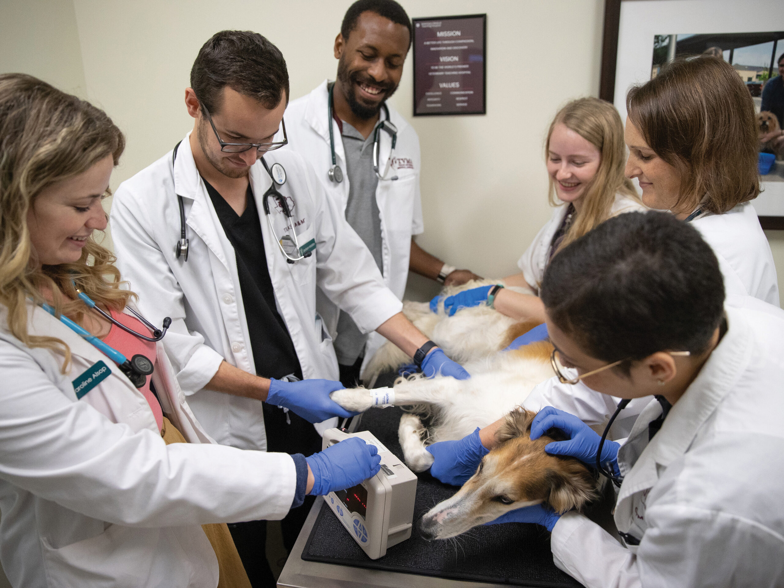 Students gathered around a dog on an exam table, performing a heart scan