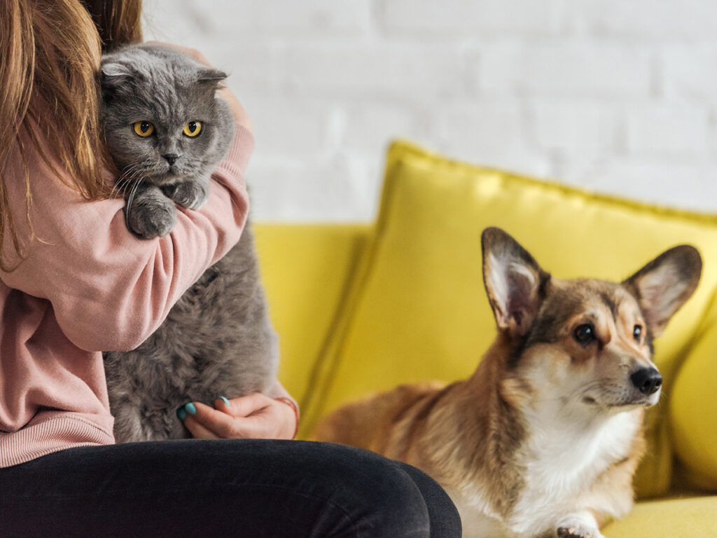woman sitting on couch next to corgi and holding a grey cat