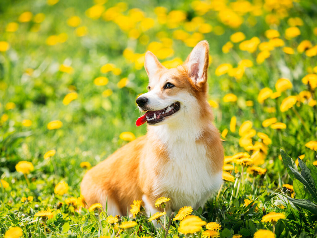 Tan and white corgi sitting in a field of grass and yellow flowers