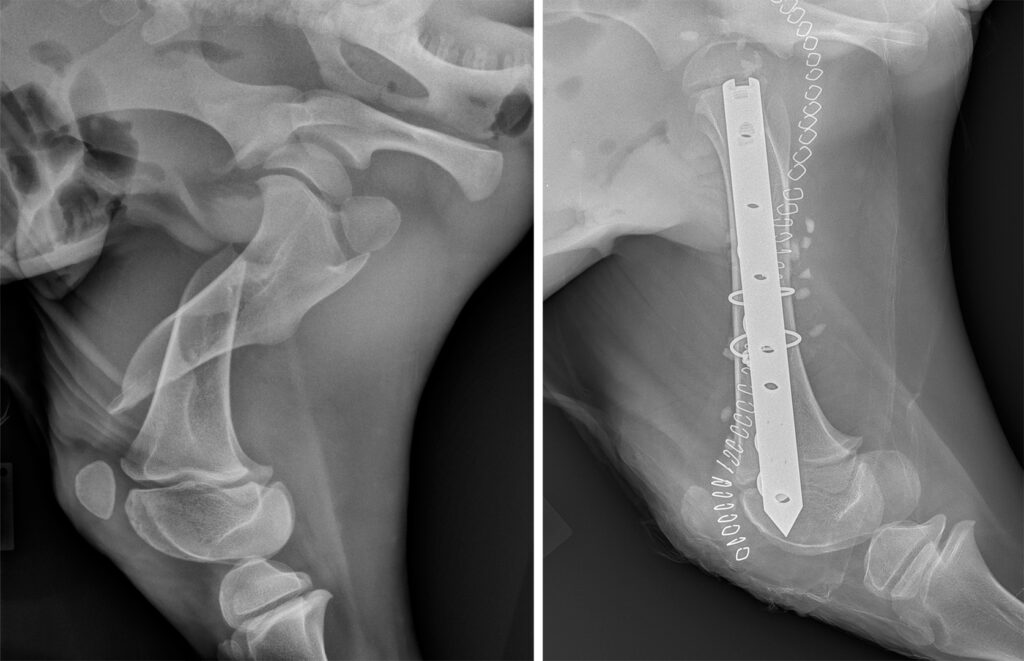 Two radiographs side by side, showing a broken bone and the implant that fixed it
