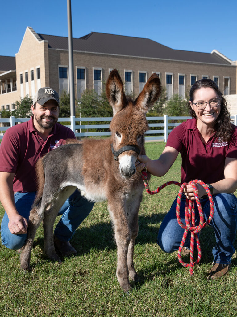 Two veterinarians out in a yard with a baby donkey