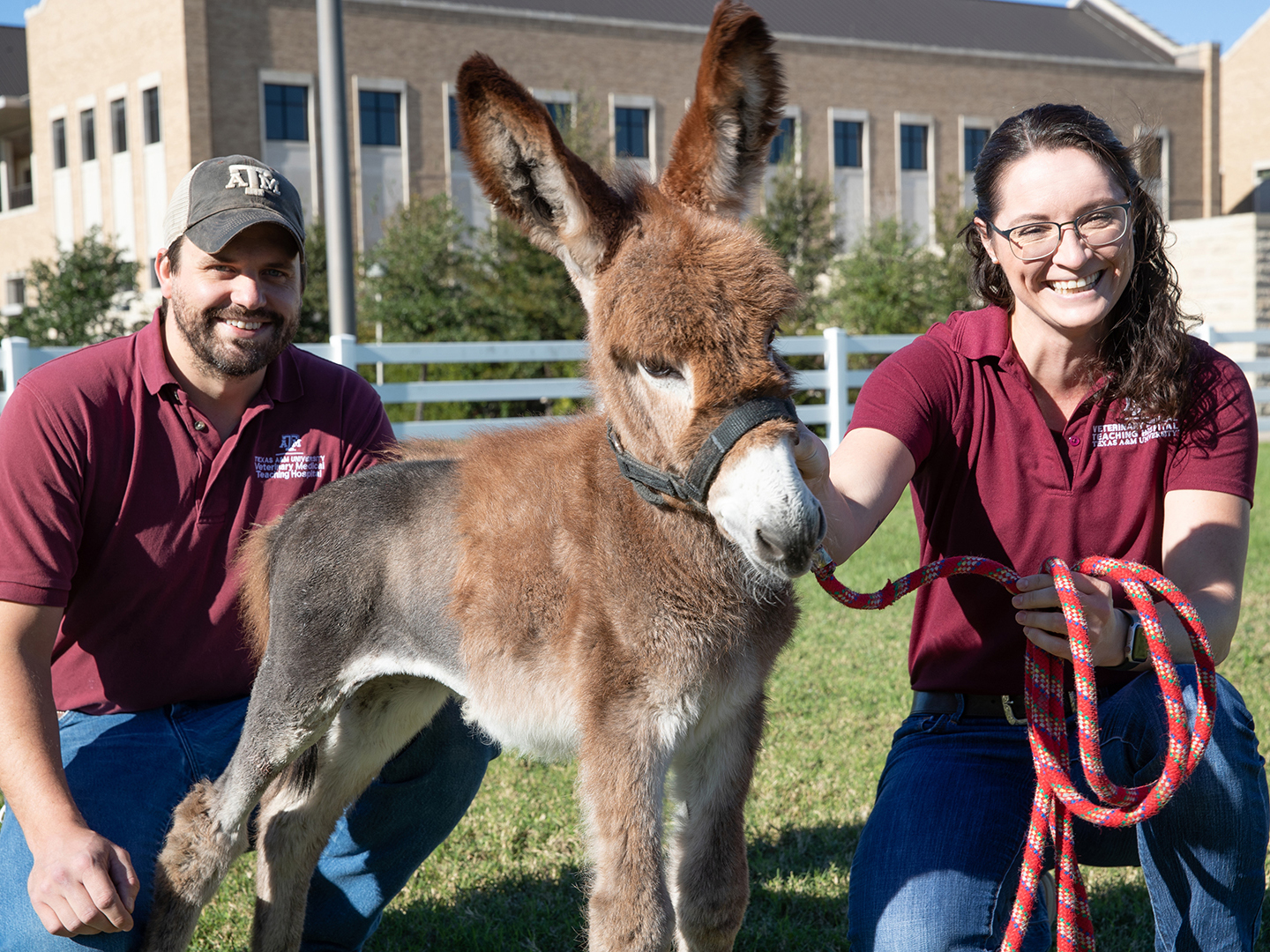 Two veterinarians and a baby donkey outside in a yard