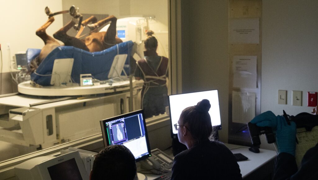 People on computers looking at CT scans on a horse's head. Through a window, you can see a horse laying on its back with its head stuck in a CT machine