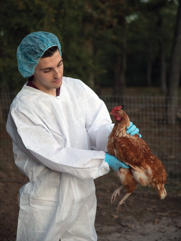Sousa examining a brown chicken