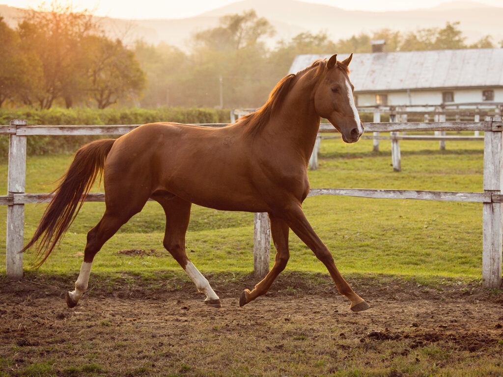 A brown horse running in a paddock