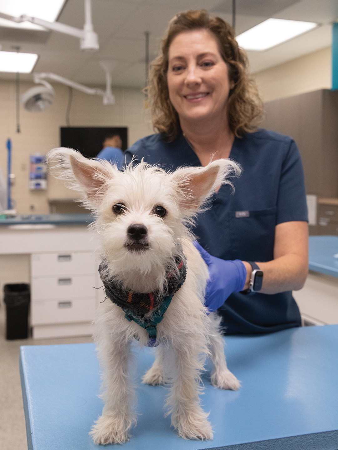 A white scruffy puppy standing on a table and being loosely held by a veterinary technician in scrubs