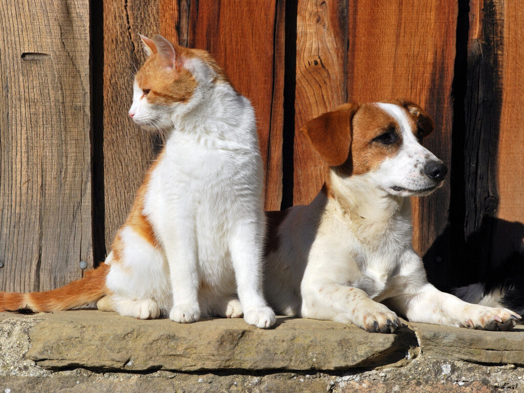 An orange and white cat sitting next to a brown and white dog
