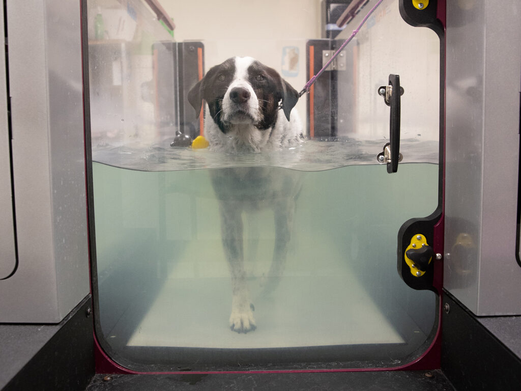 Dog walking on a water treadmill