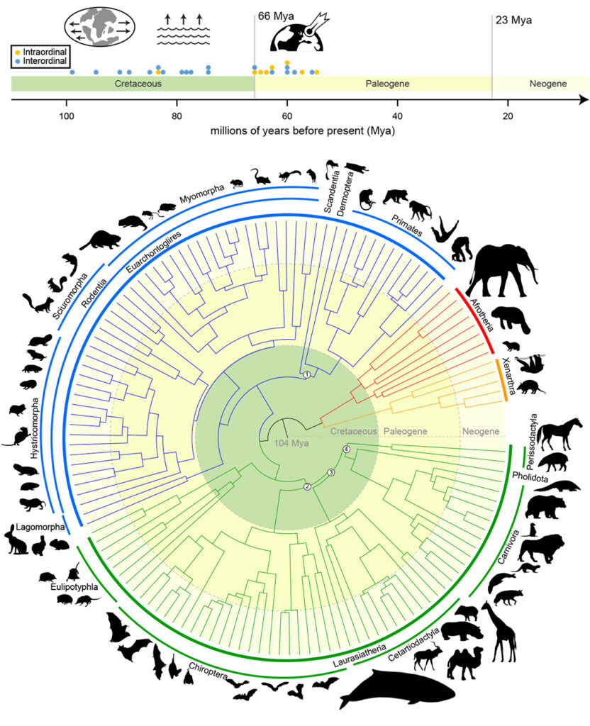 phylogenetic tree of life wallpaper