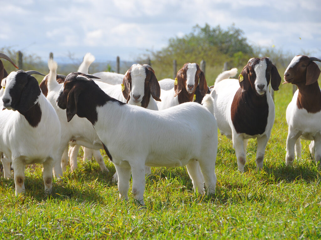 A herd of brown and white goats in a field