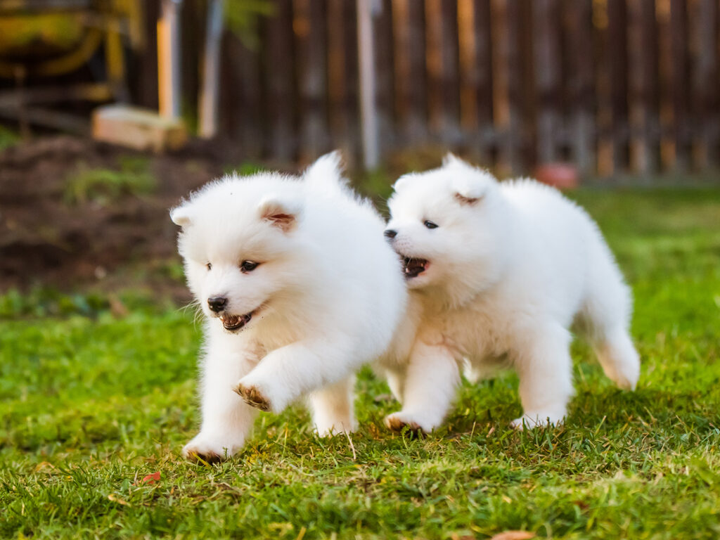 Fluffy white Samoyed puppies playing outside