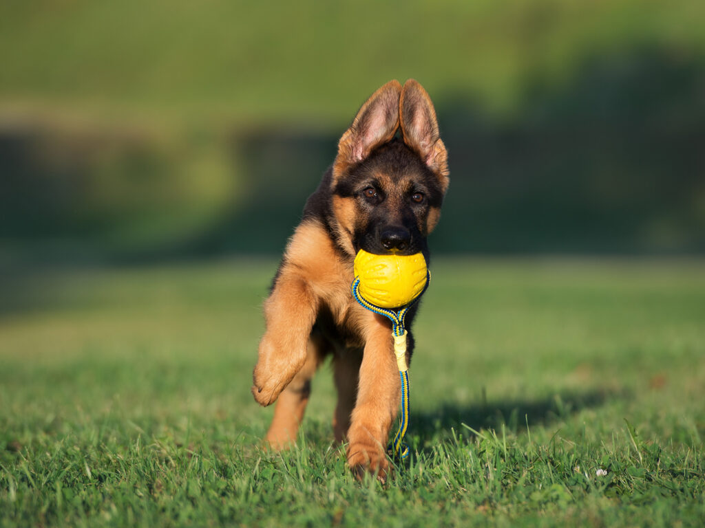 A German Shepherd puppy running in grass with a yellow ball in its mouth
