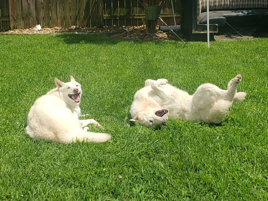 A dog laying in green grass next to a dog rolling around